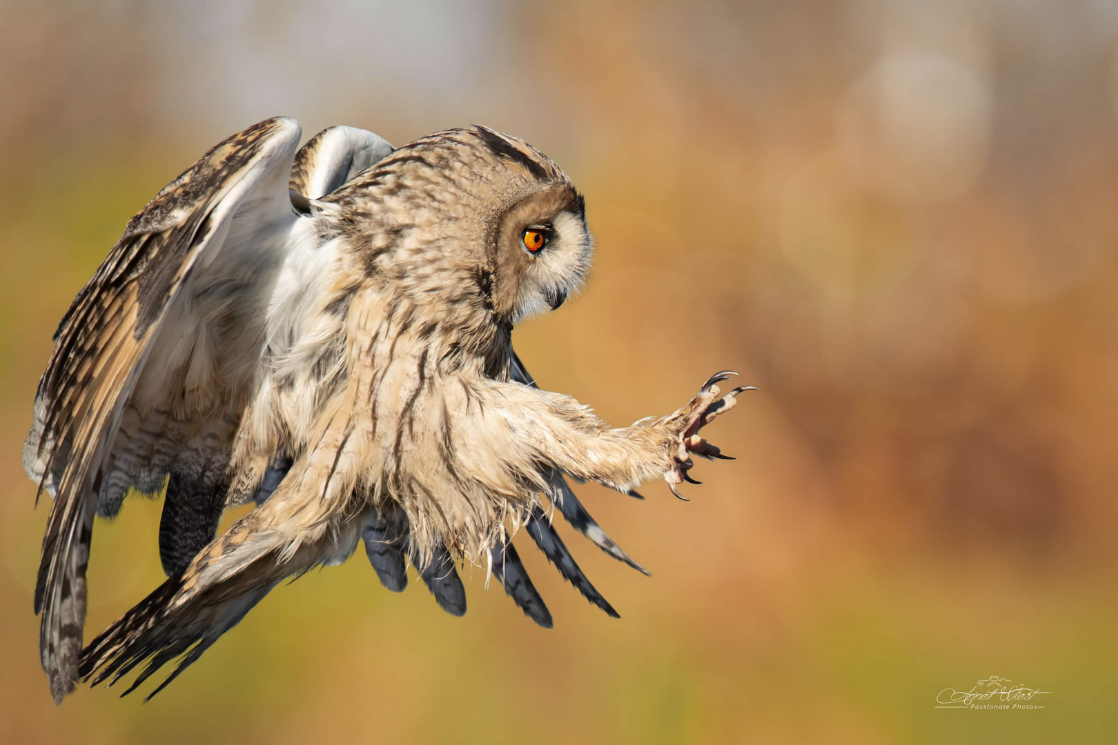 Landeanflug einer Waldohreule