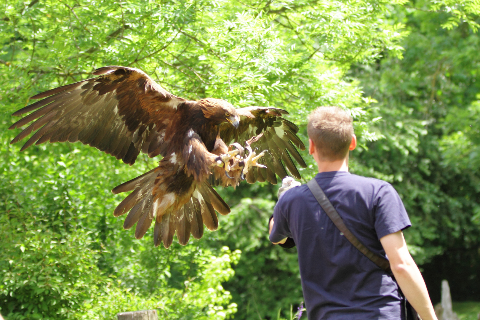 Landeanflug eines Steinadlers