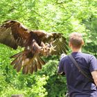 Landeanflug eines Steinadlers