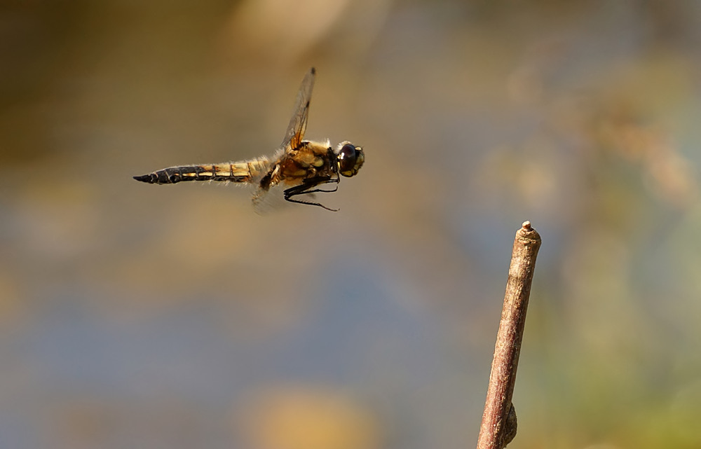 Landeanflug