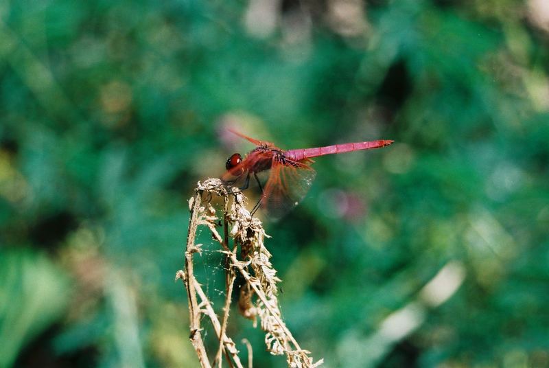 Landeanflug