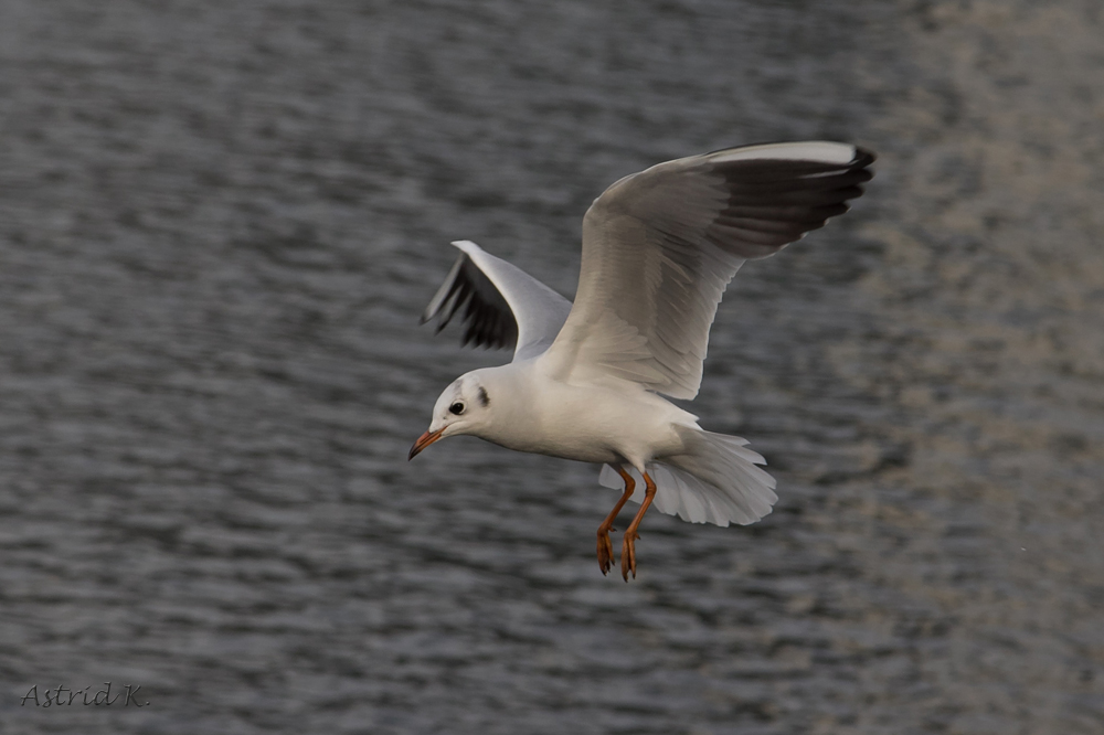 Landeanflug....