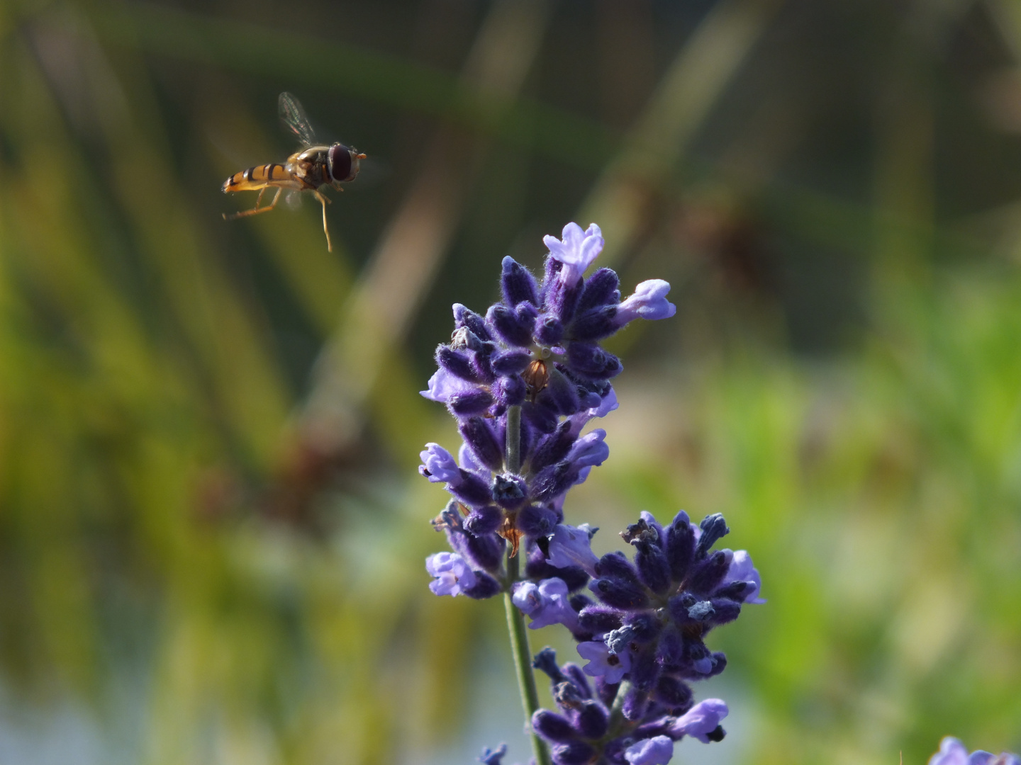 LANDEANFLUG