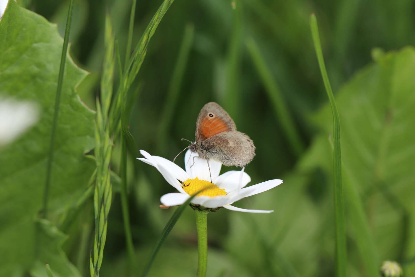 Landeanflug