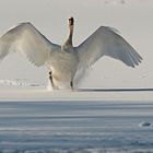 Landeanflug, geschafft trotz vereister Piste...