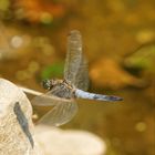 Landeanflug Große Blaupfeillibelle