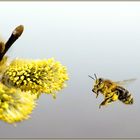 Landeanflug im Frühling