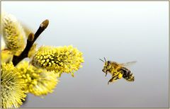 Landeanflug im Frühling