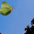 Landeanflug im Gegenlicht ...