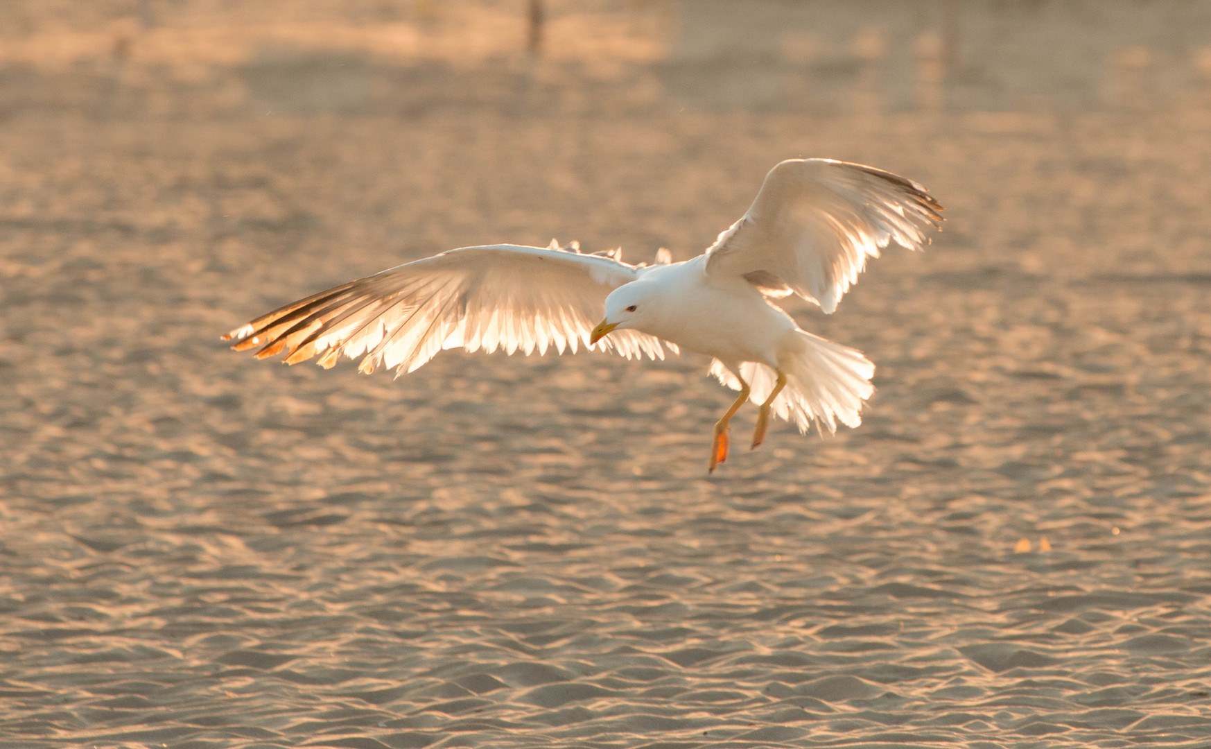 Landeanflug in der Abendsonne