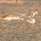 Landeanflug in der Abendsonne