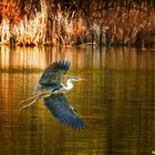 Landeanflug in der Abendsonne