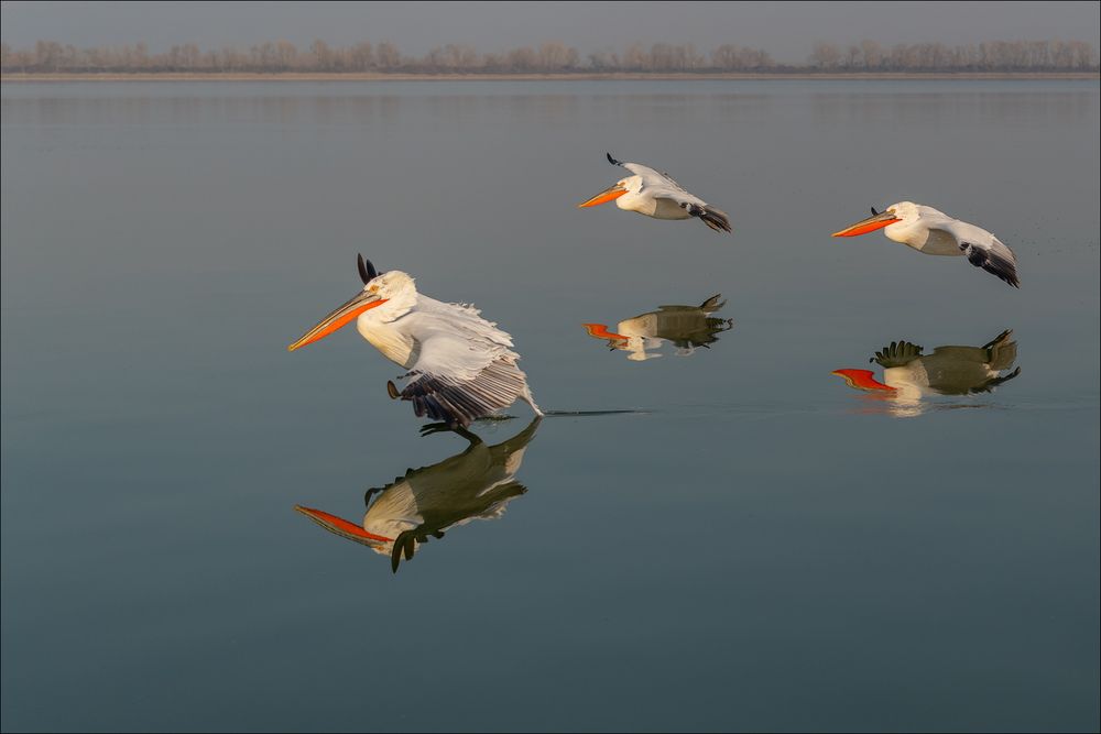 Landeanflug in der Morgensonne!