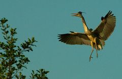 Landeanflug in der Morgensonne