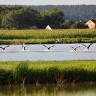 Landeanflug in Formation