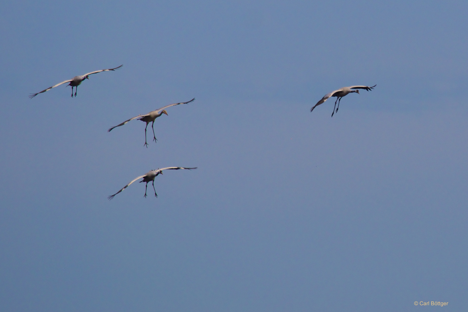 Landeanflug (Kraniche)