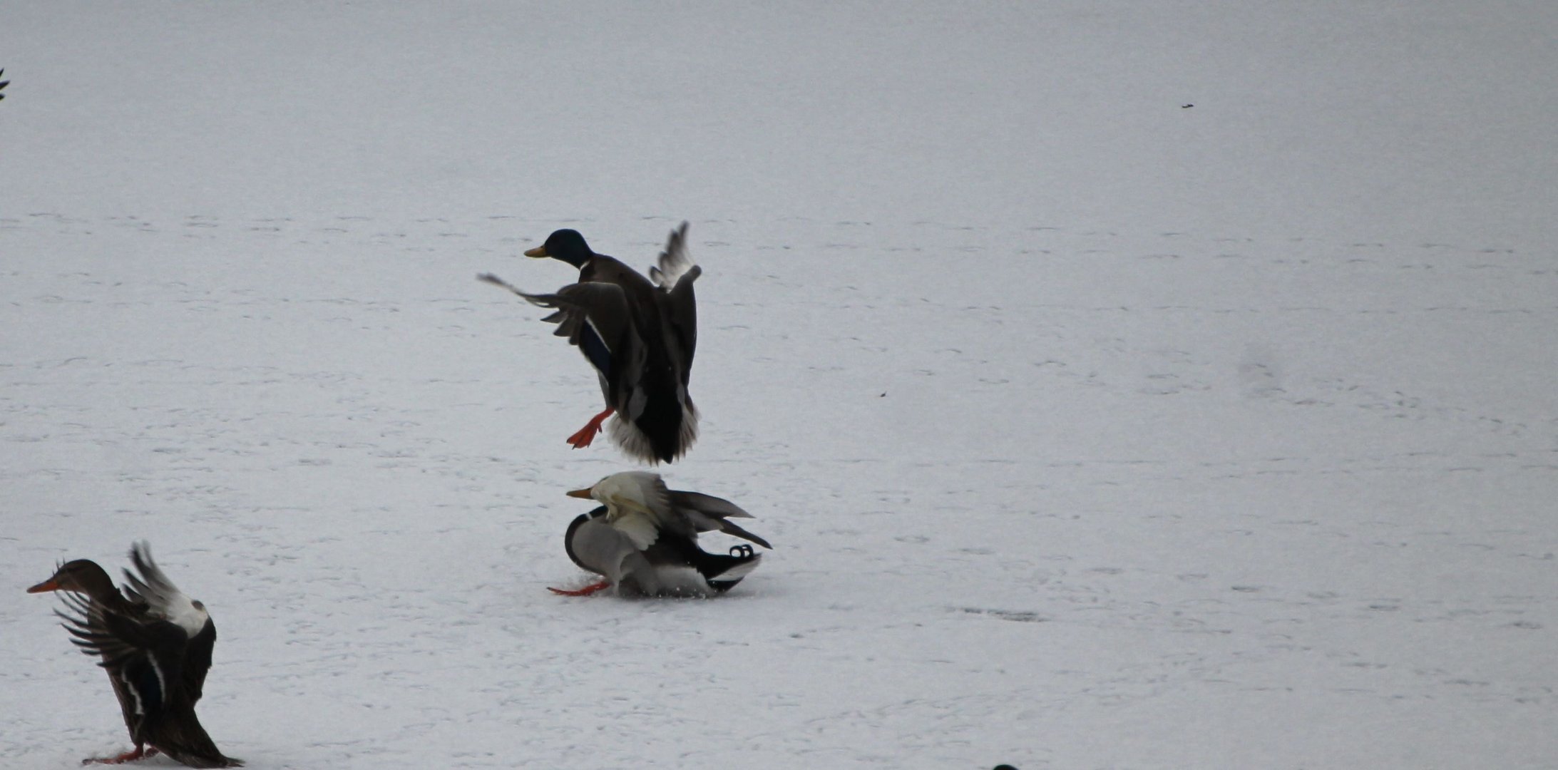 Landeanflug mit Bruchlandung ;-)