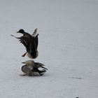 Landeanflug mit Bruchlandung ;-)