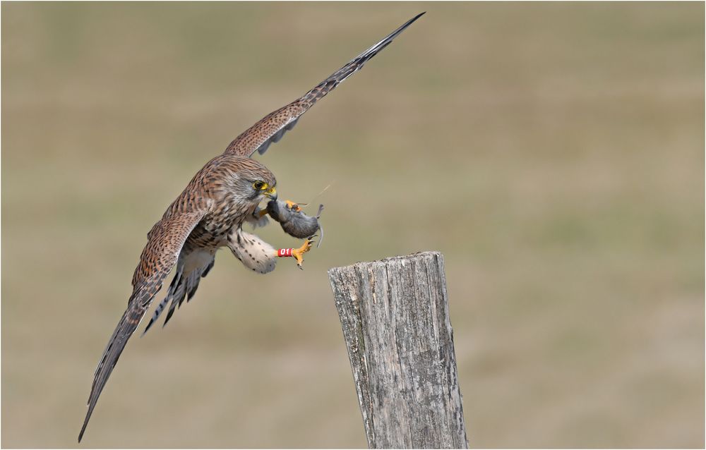 Landeanflug mit Maus