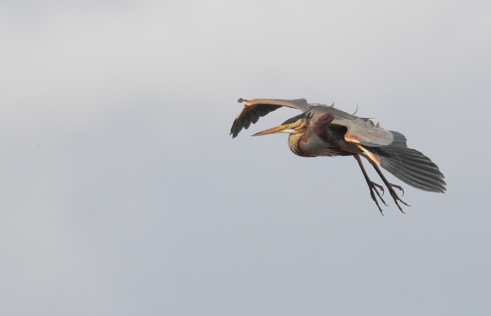 Landeanflug Purpurreiher