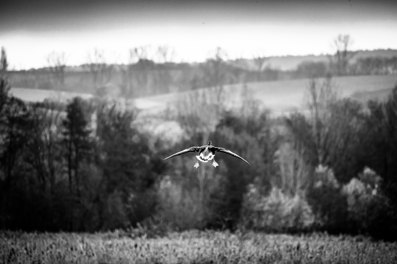 Landeanflug Reinheimer Teich