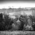 Landeanflug Reinheimer Teich