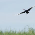 Landeanflug schwarzer Schwan ( mein lieber Schwan....