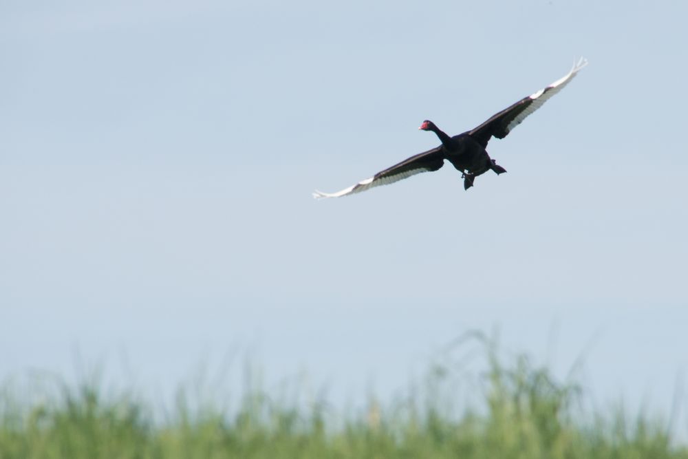 Landeanflug schwarzer Schwan ( mein lieber Schwan....