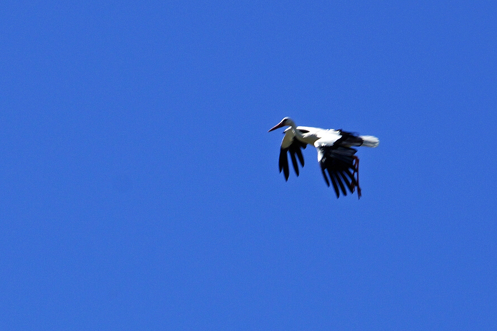 Landeanflug, Storch ( Hahn )