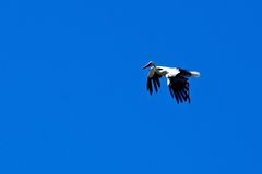 Landeanflug, Storch ( Hahn )