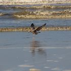 Landeanflug strand von Ameland