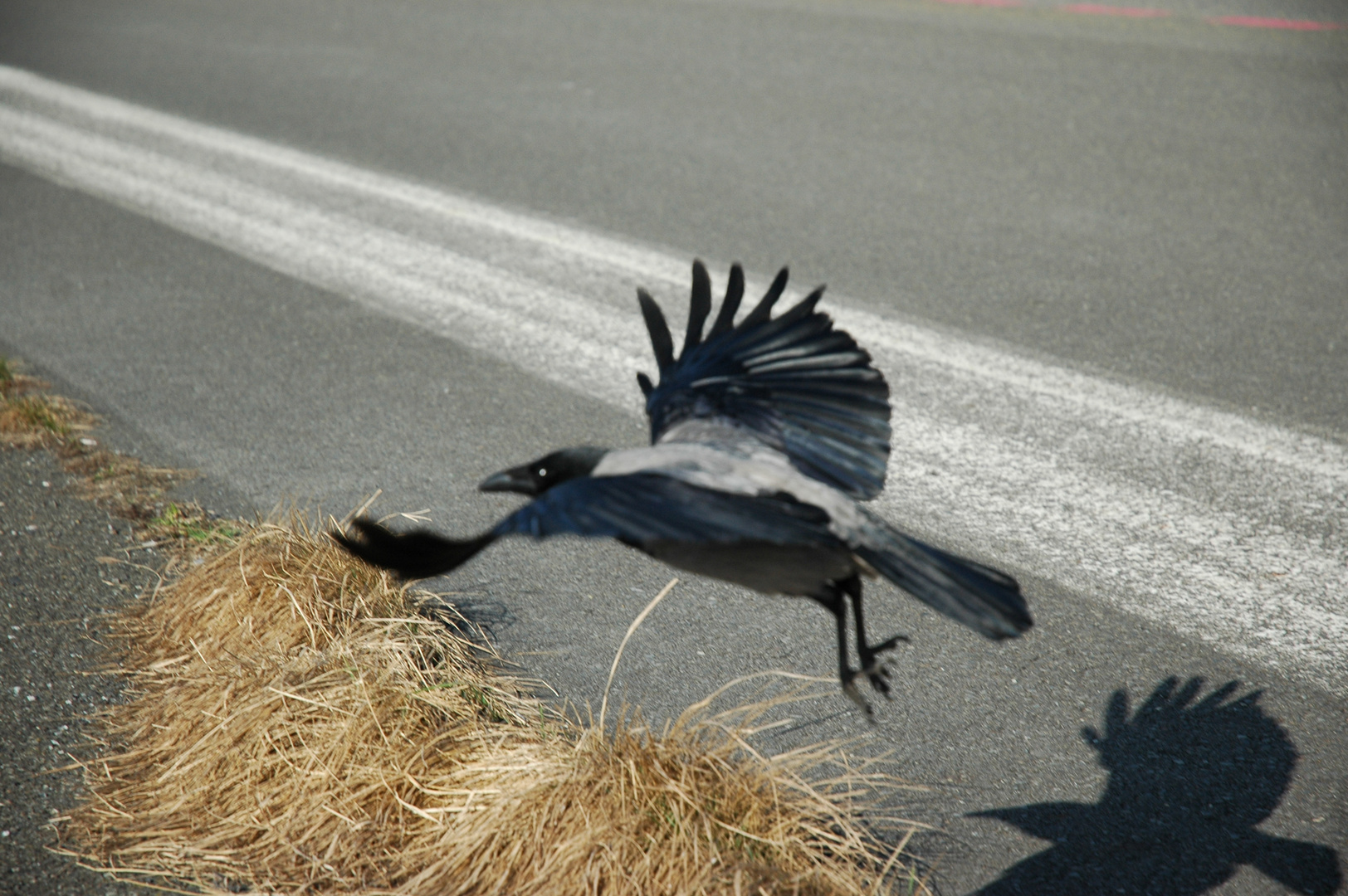 Landeanflug Tempelhofer Feld