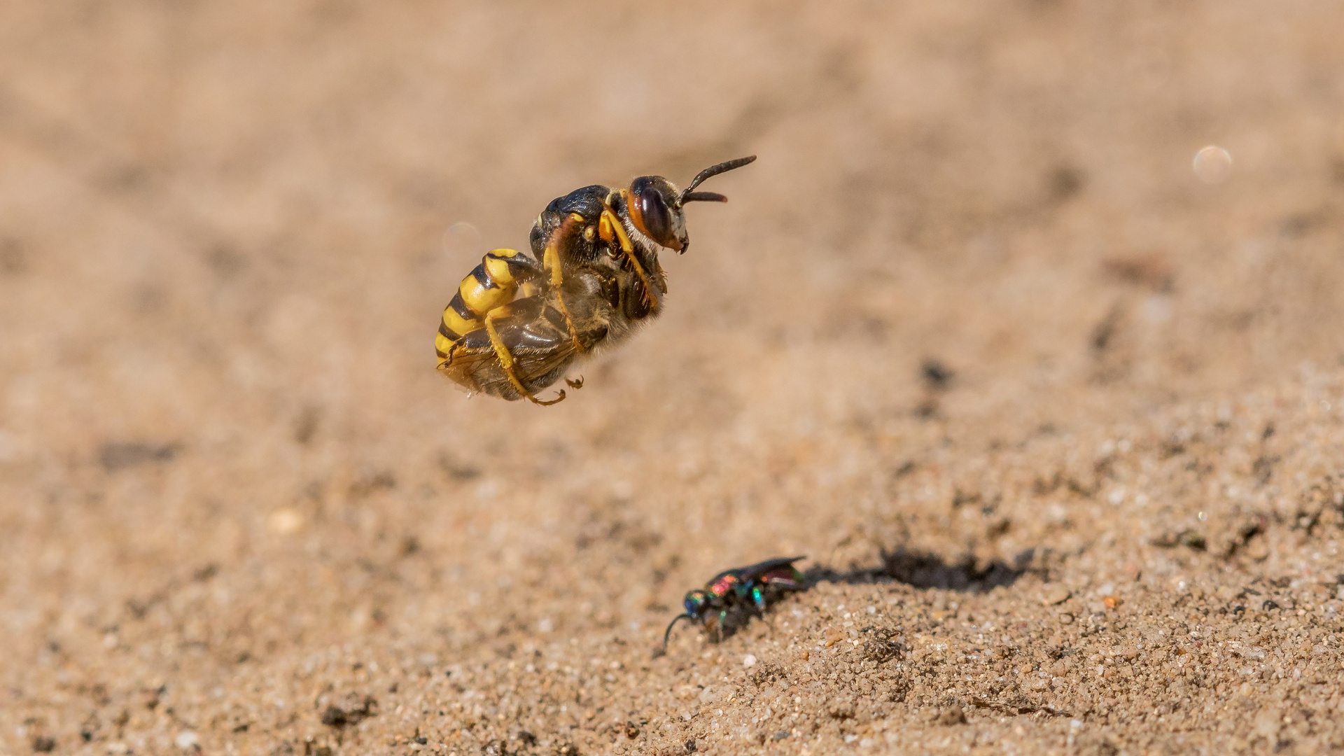 Landeanflug vom Bienenwolf mit Beute