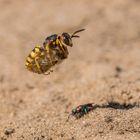 Landeanflug vom Bienenwolf mit Beute