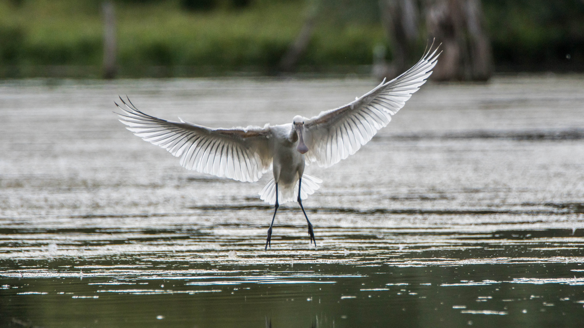 Landeanflug vom Löffler