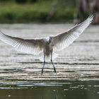 Landeanflug vom Löffler