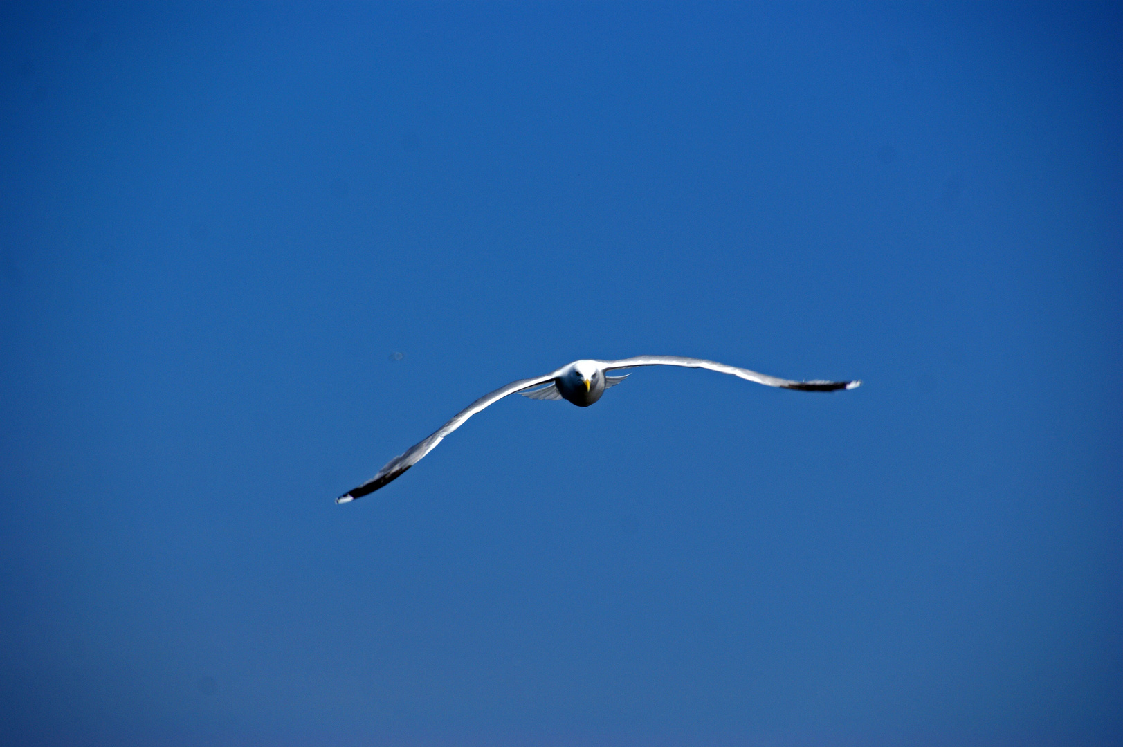 Landeanflug von Möwen-Air 237