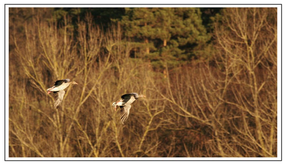 Landeanflug von Wildgänsen