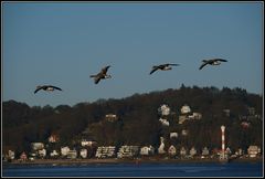 Landeanflug vor Blankenese