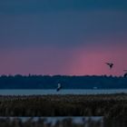 Landeanflug vor dem Gewitter (3)