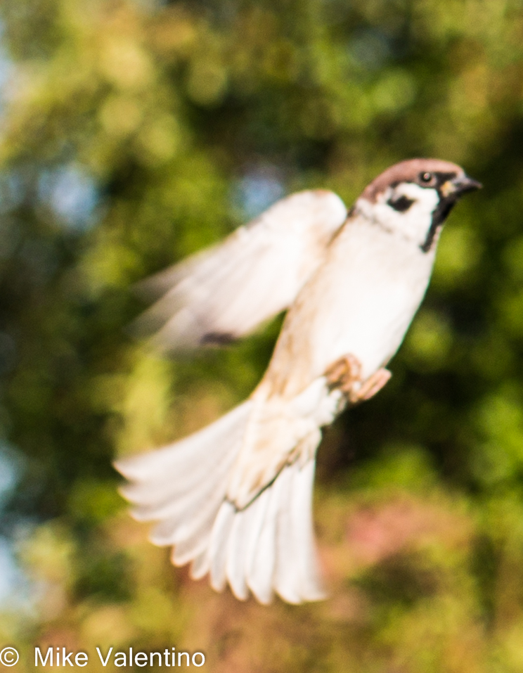 Landeanflug wie ein Engel