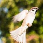 Landeanflug wie ein Engel