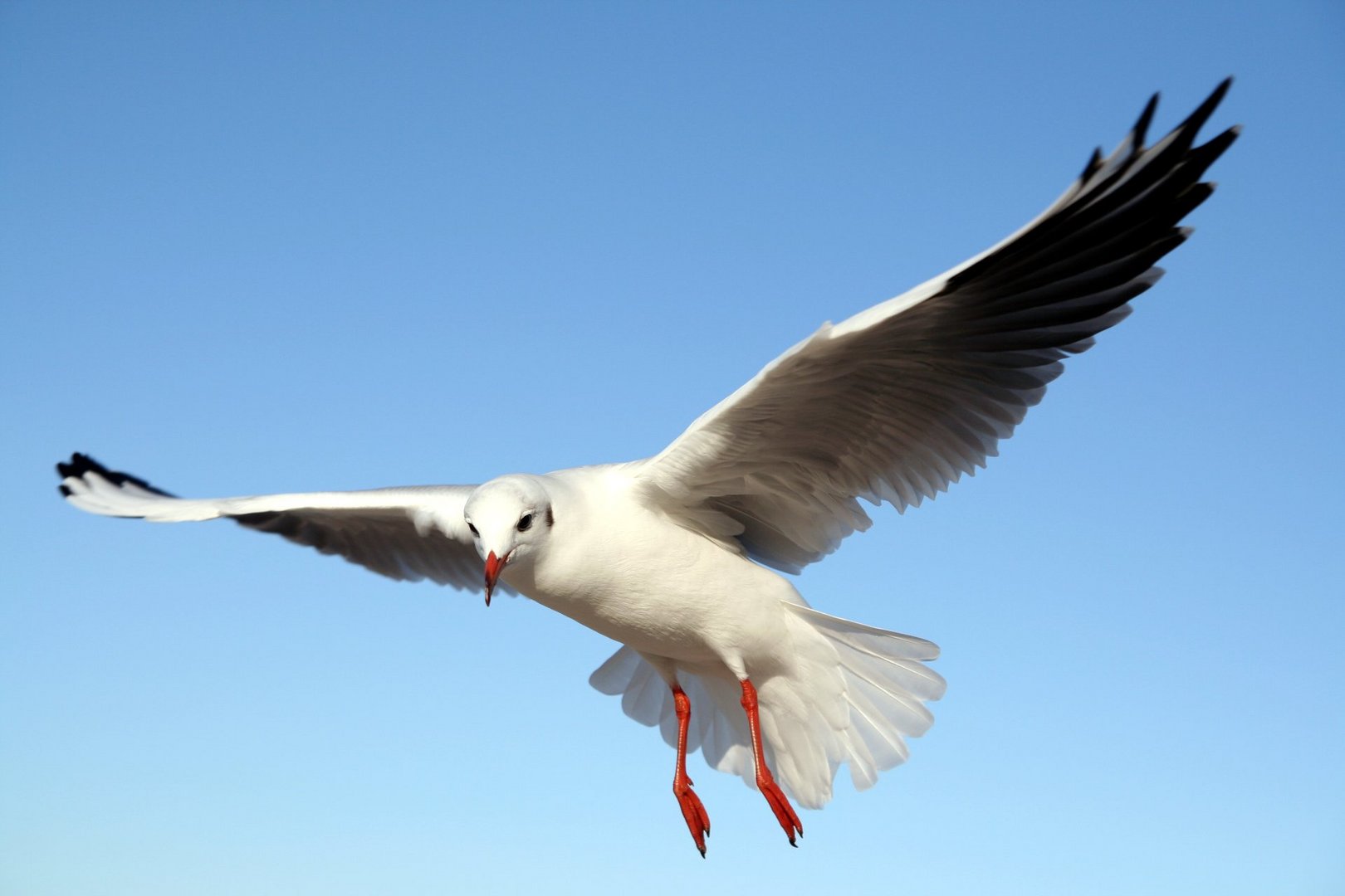 Landeanflug wie eine Concord