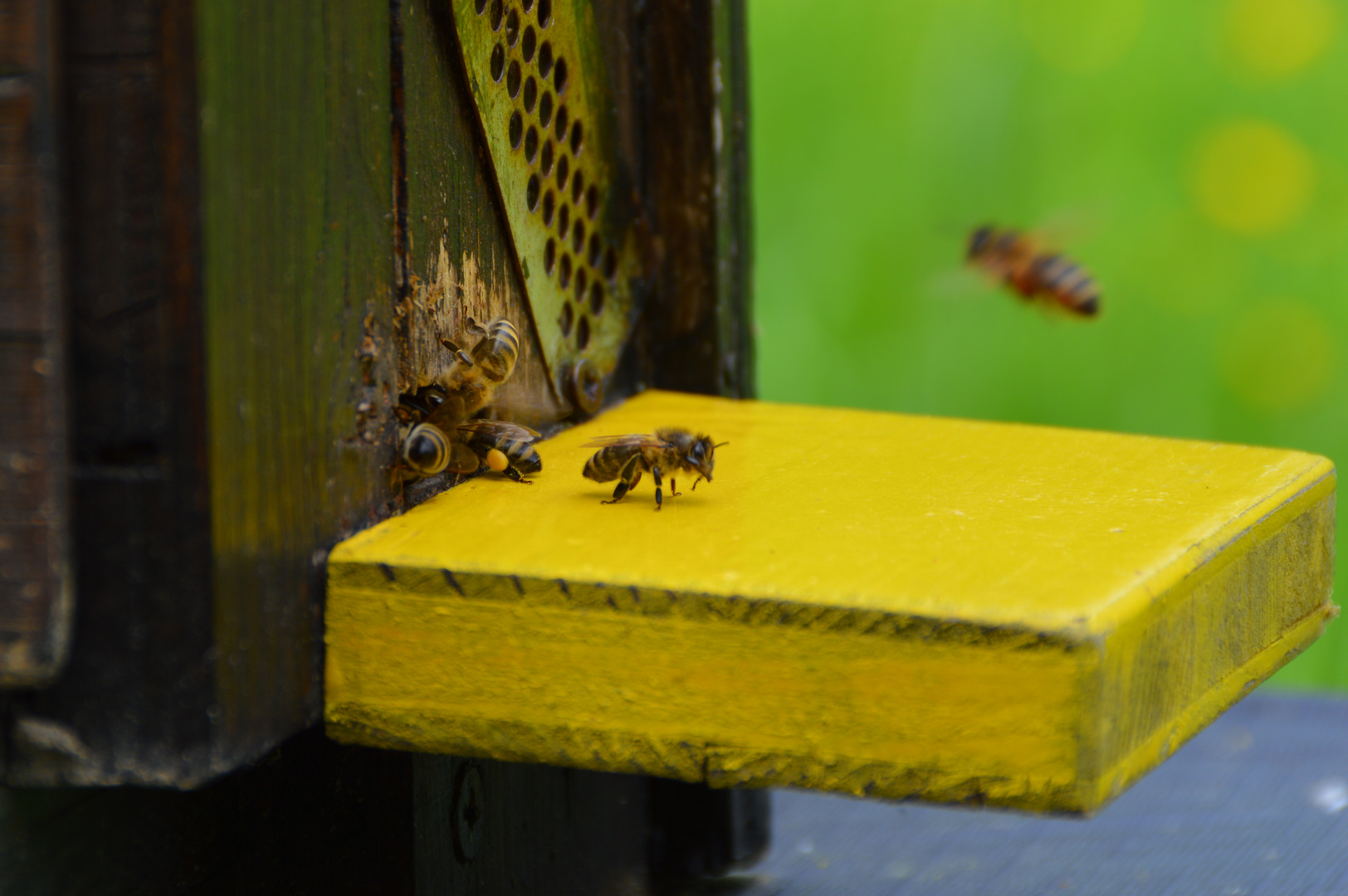 Landebahn der Bienen I