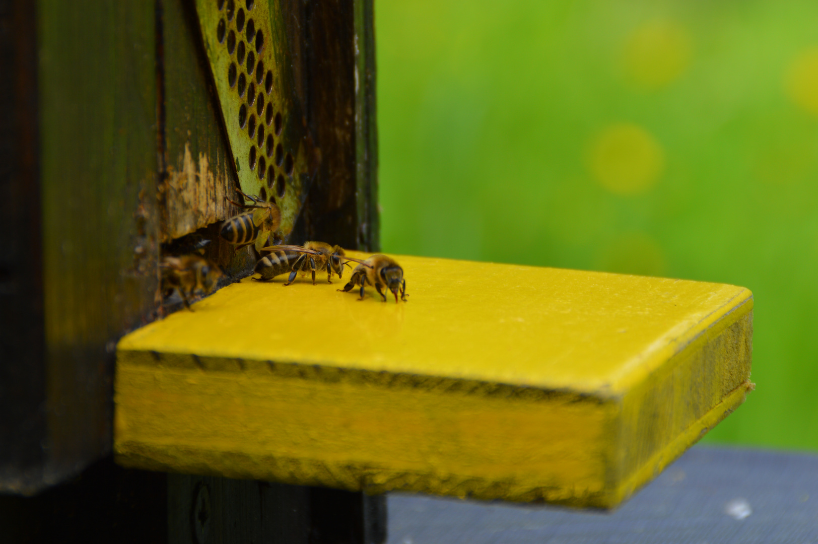 Landebahn der Bienen II