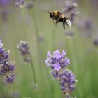 Landebahn Lavendel