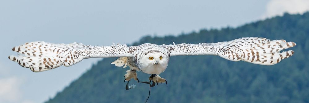 Landeklappen ausgefahren, bitte um Landeerlaubnis