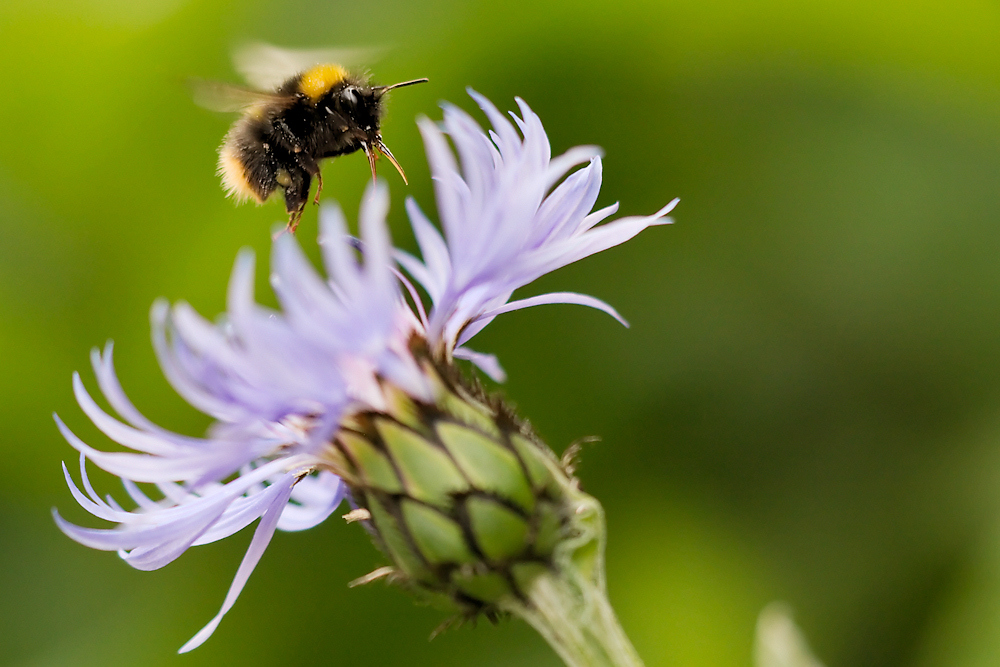 "Landelichter an!" - Hummel im Anflug