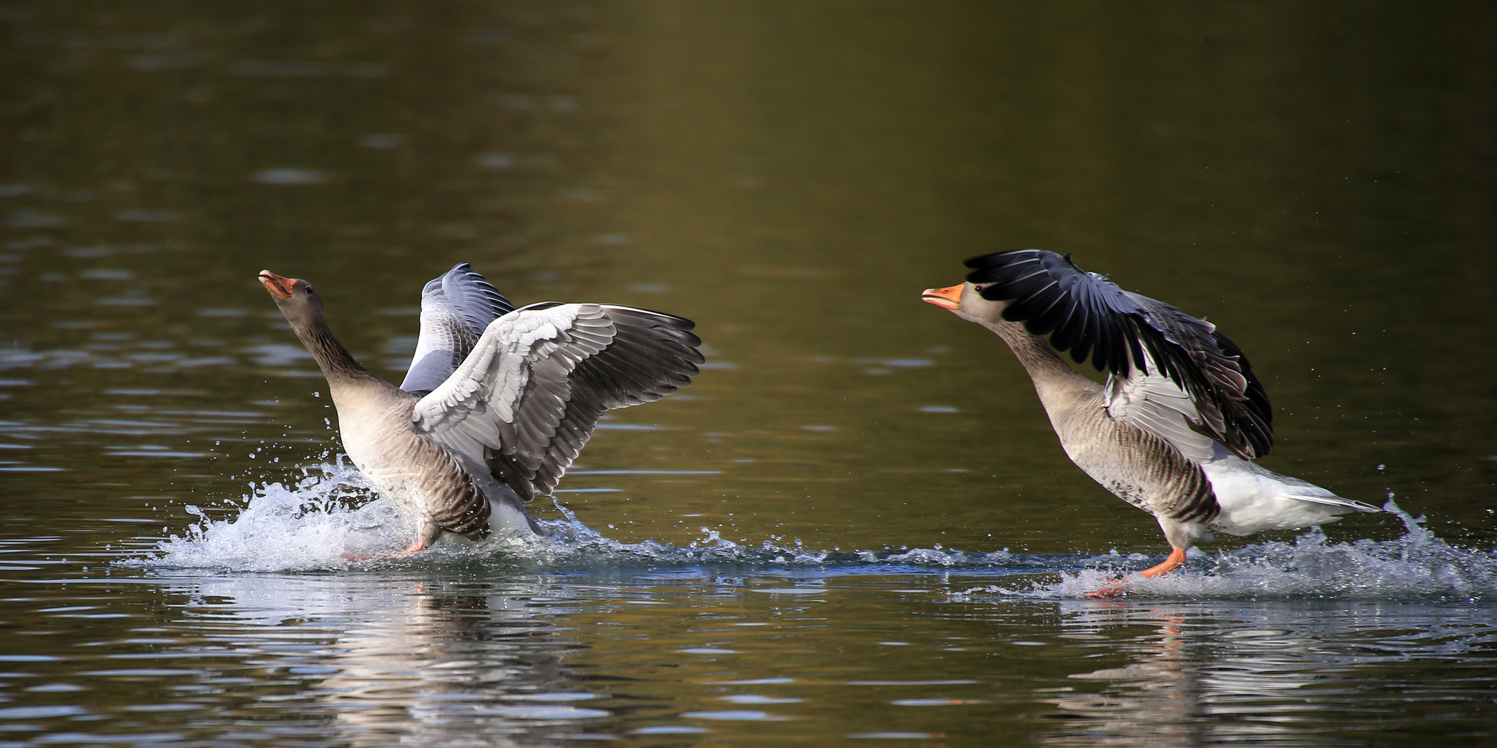 Landen zwei Gänse auf dem Wasser.