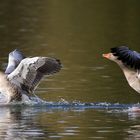 Landen zwei Gänse auf dem Wasser.